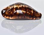 Schelpen: Cypraea (zoila) friendii 78,8mm (F++), Ophalen of Verzenden, Schelp(en)