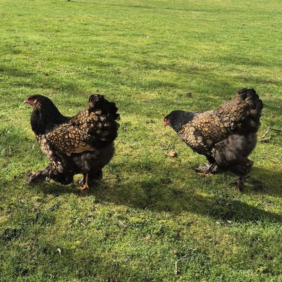 Kuikens Brahma groot Goud Zwart Gezoomd., Dieren en Toebehoren, Pluimvee, Geslacht onbekend, Kip