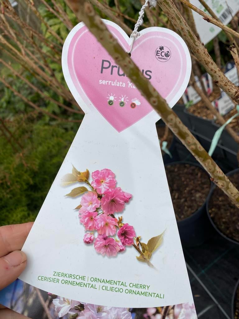 Prunus Kanzan - Japanse Sierkers met Roze Bloesem, Tuin en Terras, Planten | Bomen, Overige soorten, 100 tot 250 cm, Volle zon