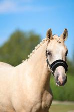 Brave 4 jarige ruin!, Dieren en Toebehoren, Met stamboom, Ruin, Dressuurpony, Zadelmak