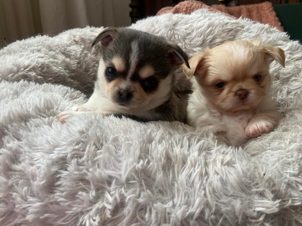 Prachtige rasechte Chihuahua pups, Parvo, 8 tot 15 weken, Meerdere, Meerdere dieren