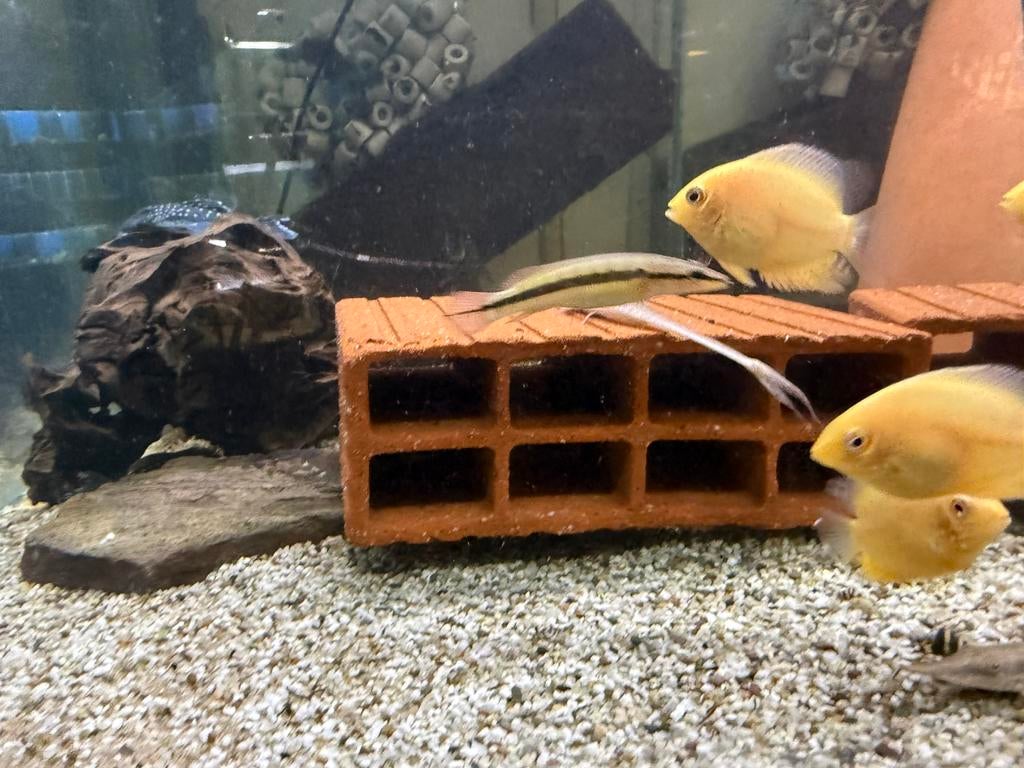 Crenicichla zebrina, Dieren en Toebehoren, Vissen | Aquariumvissen, Vis, Zoetwatervis