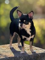 Chihuahua teefje 16 mnd te koop, Dieren en Toebehoren, Honden | Chihuahua's en Gezelschapshonden, 1 tot 2 jaar, Teef, Parvo, Eén hond
