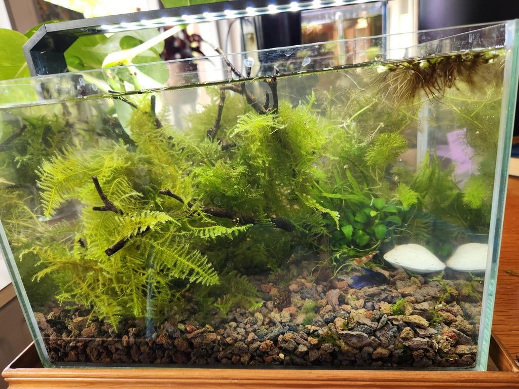 Betta splendis kempvis vrouwtje, Dieren en Toebehoren, Ophalen, Zo goed als nieuw