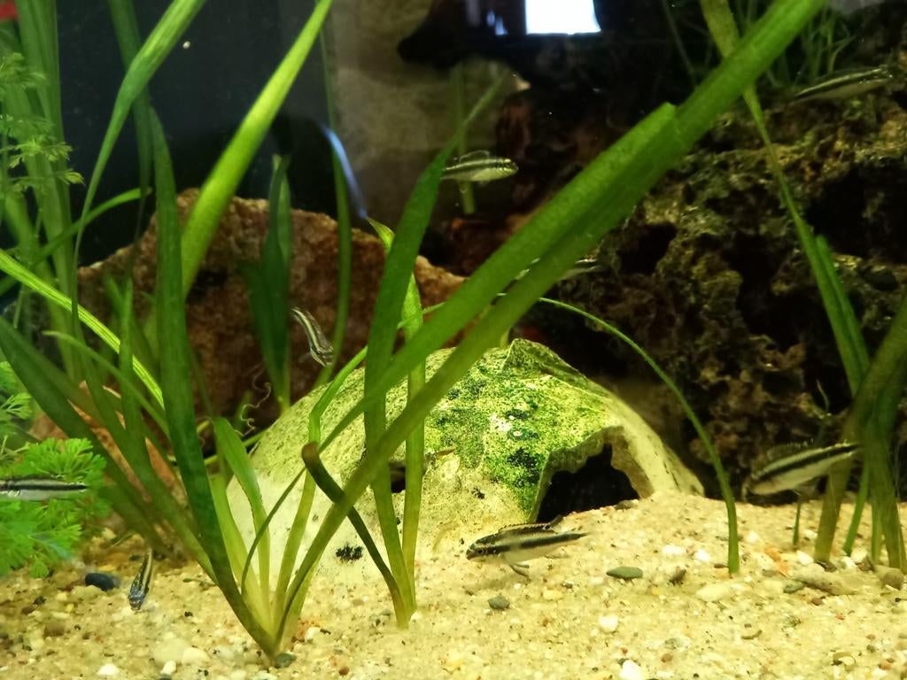 Kersenbuik cichlide's. Vissen.