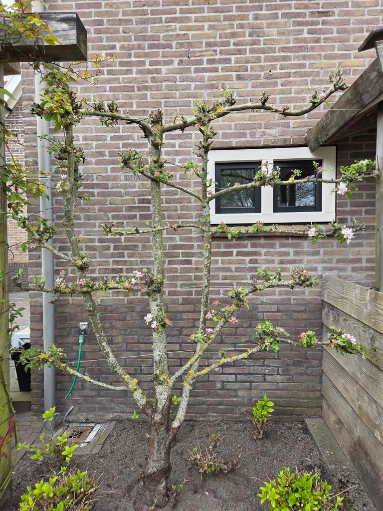 Appelboom, Ophalen, Lente, Volle zon, Appelboom