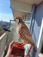 Leuke opgezette rode patrijs vogel taxidermie, Ophalen of Verzenden, Vogel, Opgezet dier