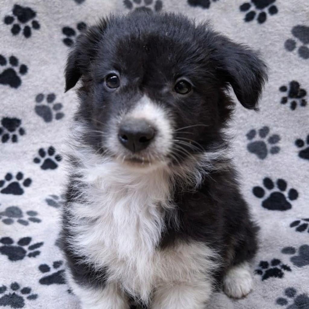 Lieve, aanhankelijke Border Collie puppy's - pups, Parvo, 8 tot 15 weken, Collie, Meerdere