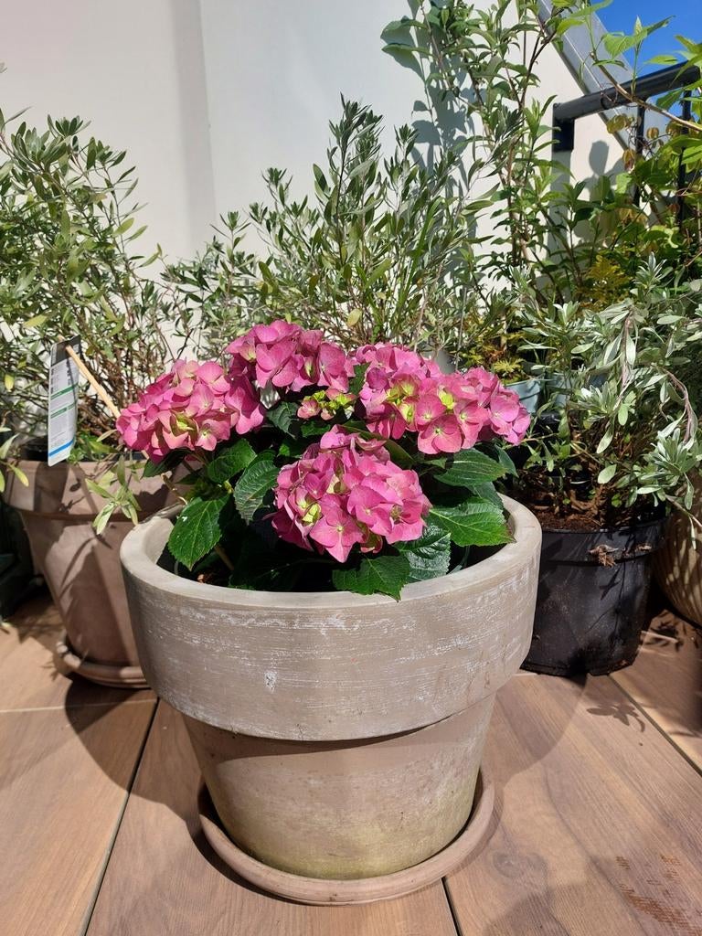 Grote, gezonde hortensia - Roze/paars, Vaste plant, Halfschaduw, Zomer, Ophalen