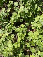 Ooievaarsbek Geranium Bodembedekker Roze/Wit, Ophalen, Bodembedekkers, Vaste plant, Halfschaduw
