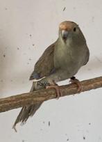 Kakariki kakarikis, Dieren en Toebehoren, Vogels | Parkieten en Papegaaien, Meerdere dieren, Parkiet, Geringd