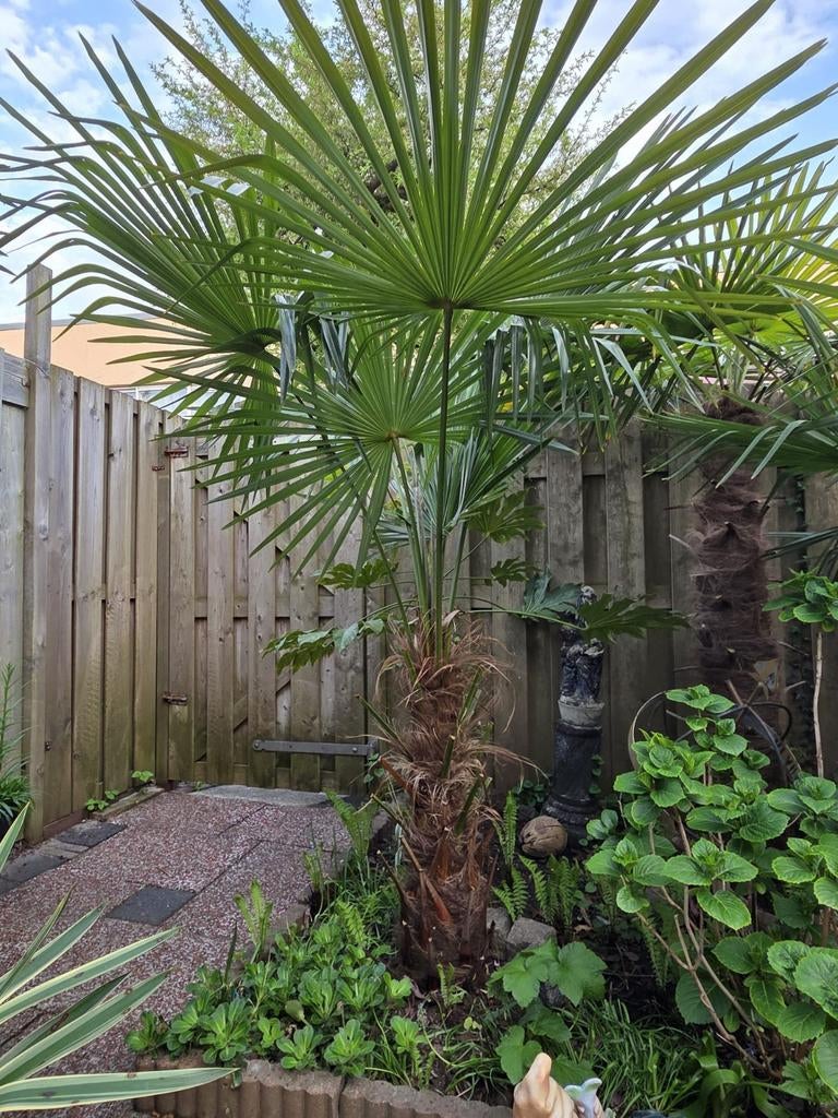 Winterharde Trachycarpus fortunei - Stamhoogte 80 cm, Tuin en Terras, Planten | Tuinplanten, Ophalen