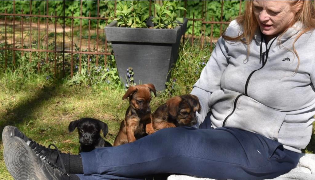 4 Schweenie’ meiden (25% shihtzu/75% ruwharige dwerg teckel), Parvo, Nederland, Overige rassen, 8 tot 15 weken