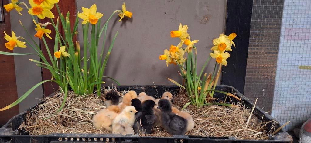 Lieve cochin kriel kuikentjes beschikbaar, Dieren en Toebehoren, Pluimvee, Geslacht onbekend, Kip