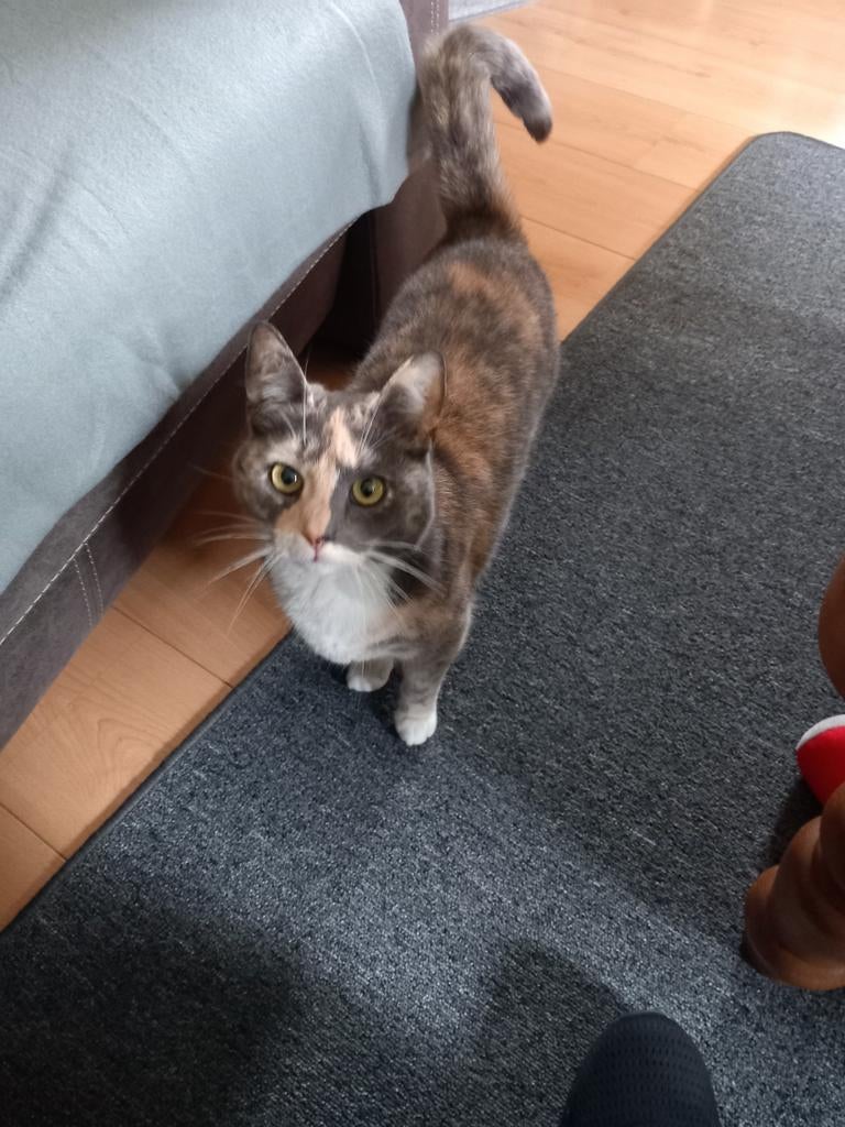 Dit is zizzy en zoekt een gouden mandje, Poes