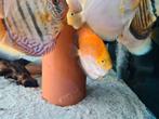 Calico Discus, Symphysodon Discus, Vis, Zoetwatervis
