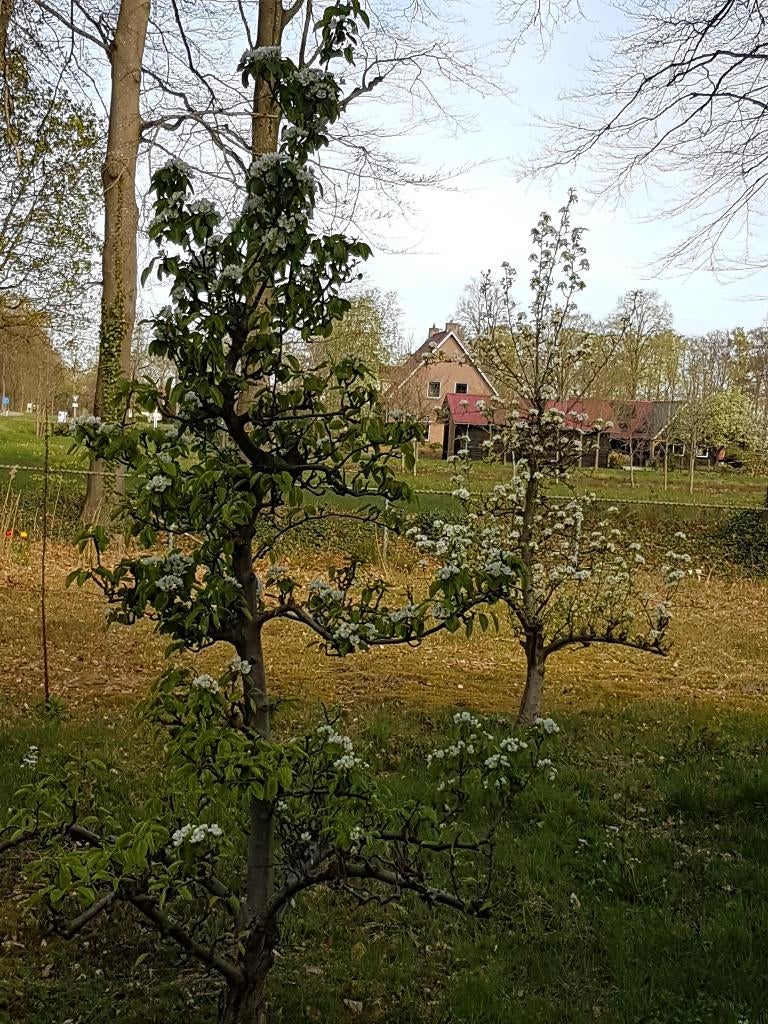 te koop 4 oude perenbomen, Tuin en Terras, Planten | Bomen, Ophalen, Halfschaduw, Overige soorten, Lente