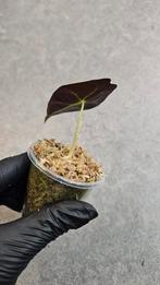 Alocasia Longiloba Purple, Ophalen of Verzenden, Halfschaduw, Minder dan 100 cm