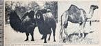 Artis 1956; kamelen en een drommedaris, Verzenden, 1940 tot 1960, Gebruikt, Dier