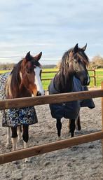 Verzorgster / verzorger GEZOCHT! Langenboom, Dieren en Toebehoren, Ophalen of Verzenden, Nieuw