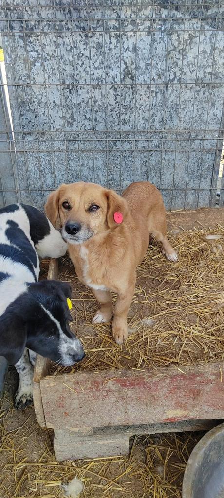 Franny, klein mix teefje gest 1 jaar, Dieren en Toebehoren, Honden | Niet-rashonden, Particulier, Buitenland, Teef, Parvo