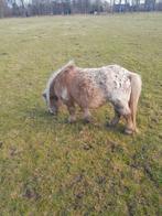 .foto 1.15jarige appellosa merrie.850, Dieren en Toebehoren, Pony's, Merrie, 0 tot 2 jaar