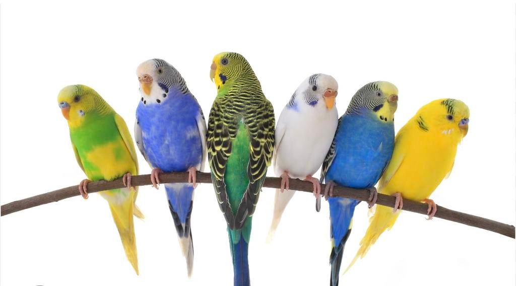 Ik ben op zoek naar babygrasparkieten, Meerdere dieren, Parkiet, Geringd