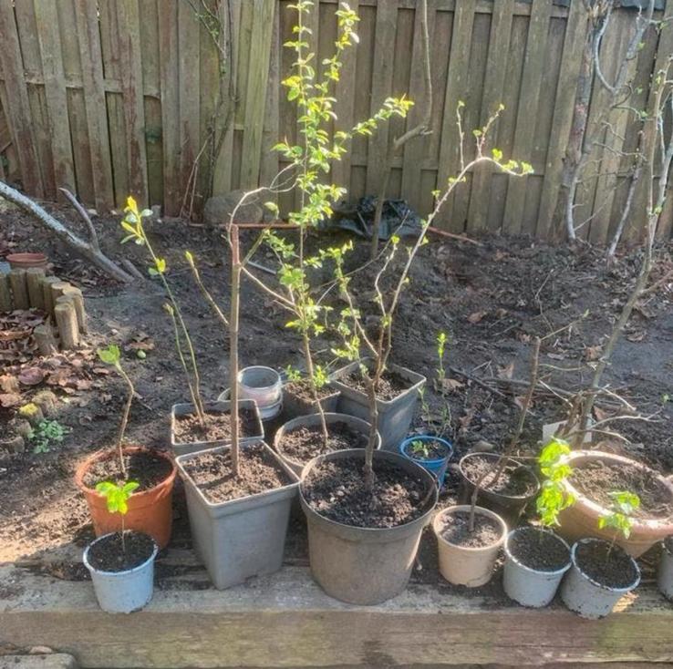 Verschillende fruitbomen te koop, Ophalen, Overige soorten, Volle zon