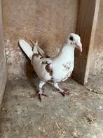 Choco duivin 2025, Vrouwelijk, Postduif