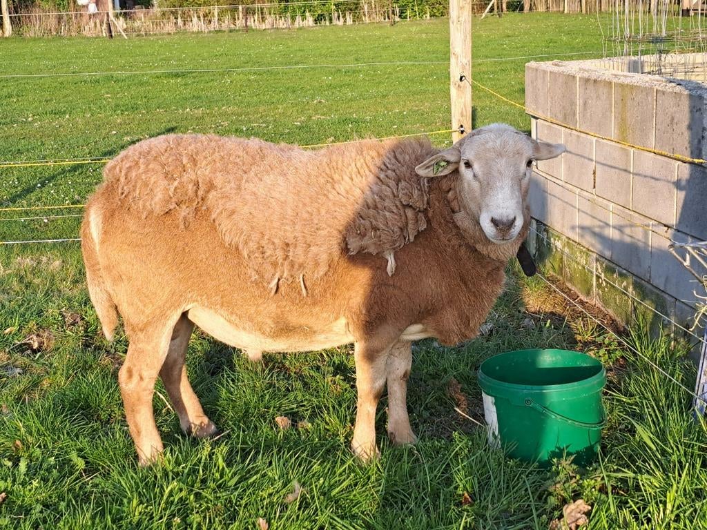 Tekoop mooie, zwaar gebouwde Nolana Ram zwoegervrij, Dieren en Toebehoren, Mannelijk, Schaap