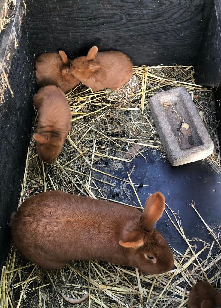 Nieuw zeelander konijntjes, Dieren en Toebehoren, Konijnen, Meerdere dieren, Middelgroot, 0 tot 2 jaar