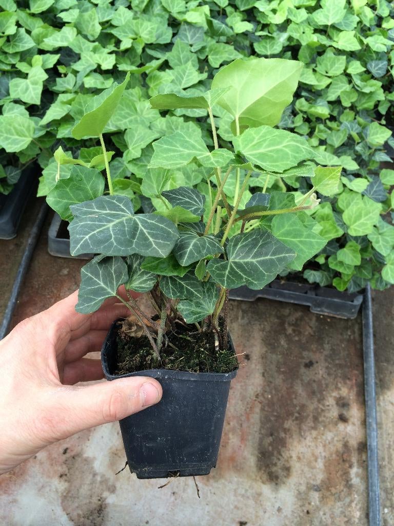 klimop hedera hibernica v.a € 1,15 p/st hekwerk, Ophalen, Overige soorten, 100 tot 250 cm