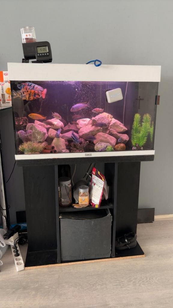 Malawi vissen algeneter met aquarium bieden een koop, Dieren en Toebehoren, Vissen | Aquariumvissen, Vis