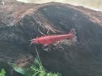 bloody mary garnalen high grade, Dieren en Toebehoren, Vissen | Aquariumvissen, Kreeft, Krab of Garnaal, Zoetwatervis, Schoolvis