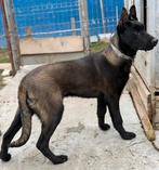 Belgische herder, Dieren en Toebehoren, Fokker | Hobbymatig, 15 weken tot 1 jaar, Reu, Buitenland