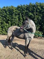 2 american quarters en 1 prachtige PRE!!!, Dieren en Toebehoren, Hengst, Minder dan 160 cm, Dressuurpaard, 0 tot 2 jaar