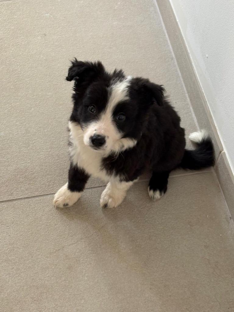 Prachtige Border Collie x Shetland Sheepdog pups te koop, Dieren en Toebehoren, Honden | Herdershonden en Veedrijvers, Particulier
