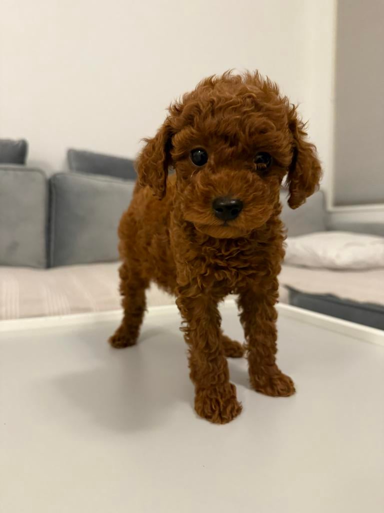 Raszuivere Toy poedel puppy, Dieren en Toebehoren, Honden | Chihuahua's en Gezelschapshonden, Poedel, Particulier, Reu, 8 tot 15 weken