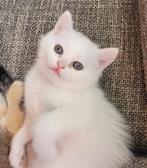 Britse korthaar golden shaded/brietse langhaar, Ontwormd