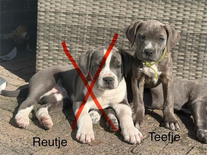 Laatste  teefje cane corso pup, mag gelijk mee, Dieren en Toebehoren, Honden | Bulldogs, Pinschers en Molossers, Meerdere dieren