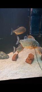 Piranha's roodbuik 5x, Dieren en Toebehoren, Vissen | Aquariumvissen, Vis