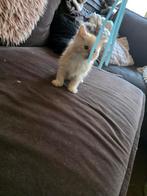 Xl mainecoon kitten katertje, Dieren en Toebehoren, Kater, Gechipt, 0 tot 2 jaar