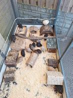 Diverse kleuren japanse kwartels! Hennen!, Dieren en Toebehoren, Pluimvee, Vrouwelijk, Overige soorten