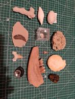 Kleine collectie fossielen, Verzamelen, Mineralen en Fossielen, Ophalen of Verzenden, Fossiel