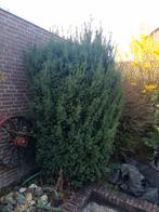 Taxus struik, Ophalen, Bloeit niet, Overige soorten, Volle zon