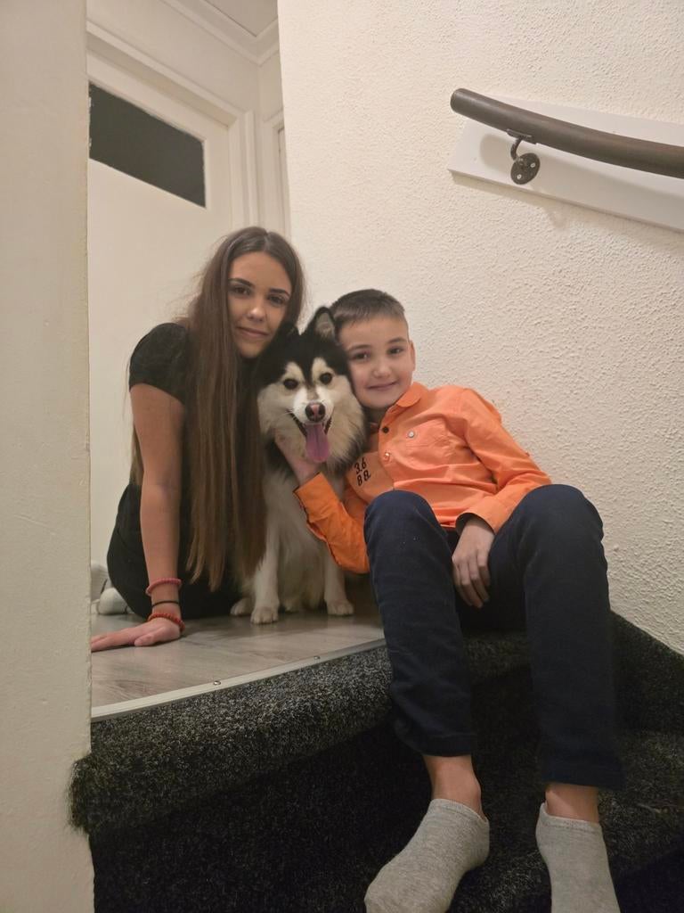 Pomsky pup/hond tekoop, Dieren en Toebehoren, Honden | Poolhonden, Keeshonden en Oertypen, 15 weken tot 1 jaar, Parvo, Eén hond