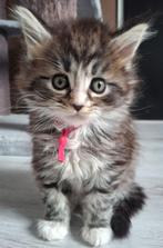 Maine Coon kitten zwart/grijs/wit ❤️poesje❤️, Poes, Ontwormd, 0 tot 2 jaar