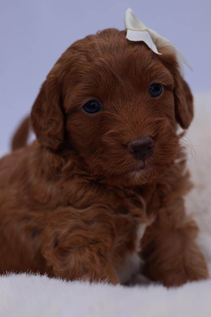 Gastgezin gezocht omgeving Ede voor mini Aussidoodle fokteef, Parvo, 8 tot 15 weken, Teef, Meerdere