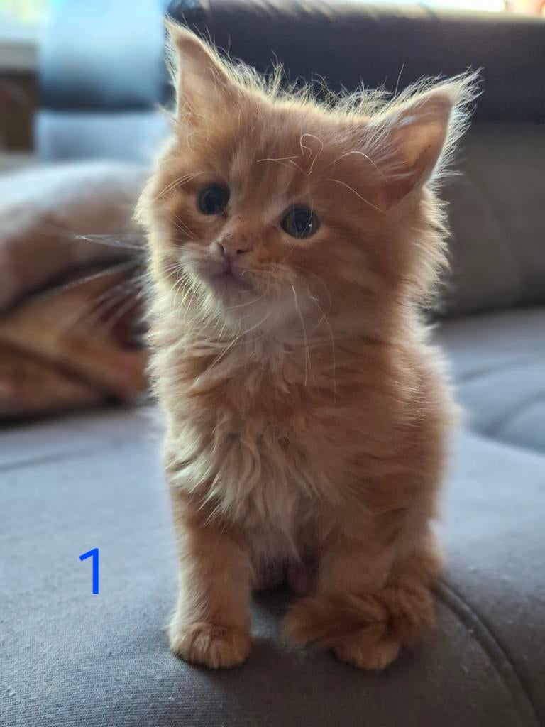 Maine coon kittens, Meerdere dieren, Ontwormd