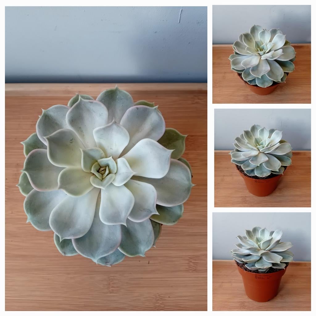 Kamerplant 20cm vetplant, Ophalen, Vetplant, Halfschaduw, In pot